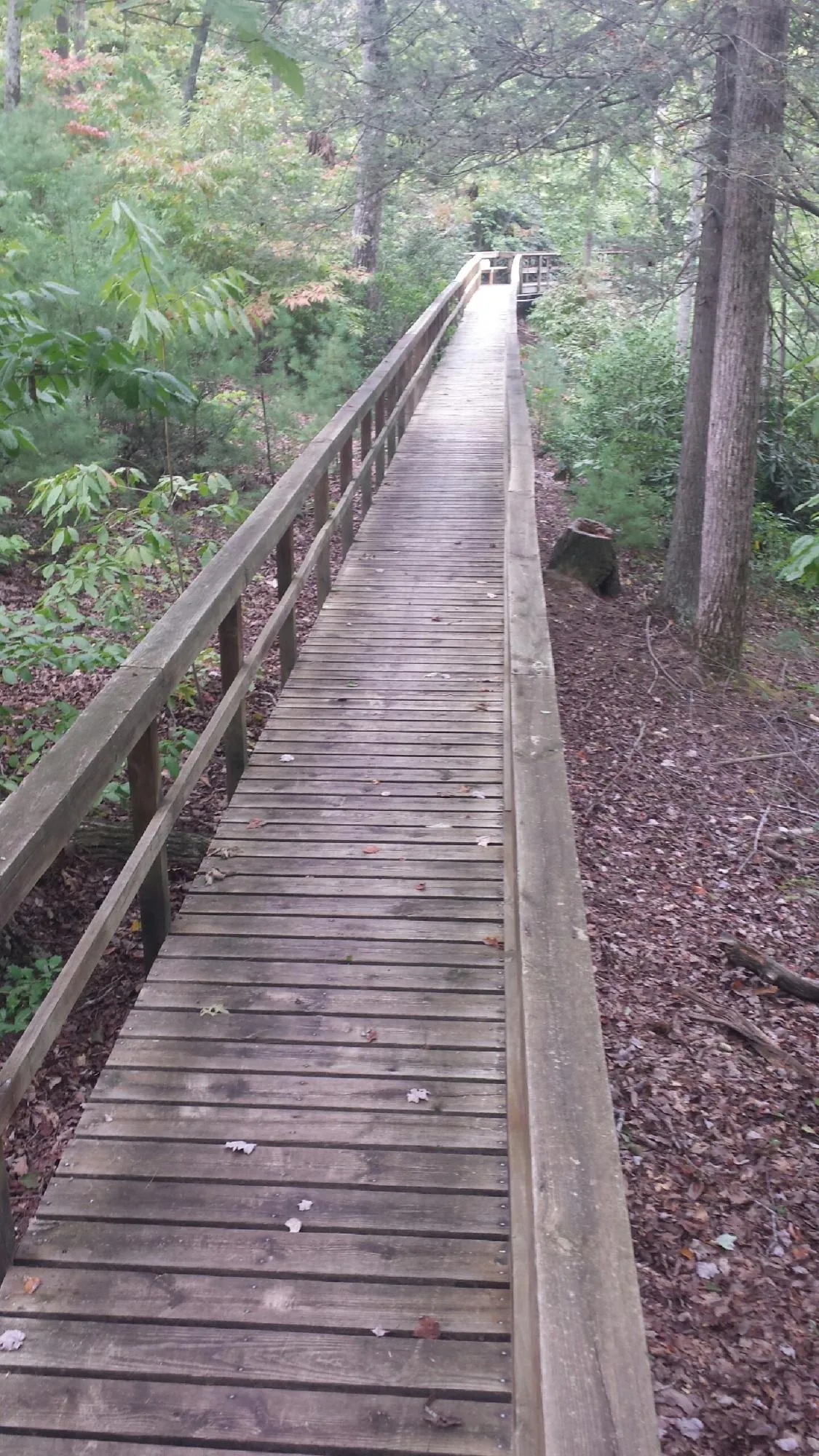 Long wood walkway with handrails built through the woods in McCall